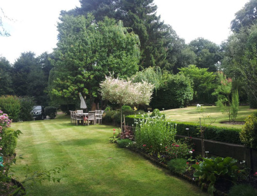 Garden Maintenance – Little Baddow, Danbury