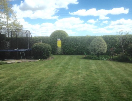 Hedge & Maintenance – Danbury